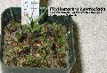 Phyllostachys heteroclada 