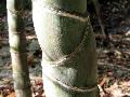 <i> Phyllostachys edulis</i> 'Heterocycla'