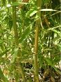 Phyllostachys bambusoides 'Castillon Inversa'