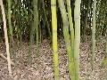 <i> Phyllostachys bambusoides</i> 'Slender Crookstem'