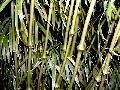 <i> Chimonobambusa tumidissinoda</i> 