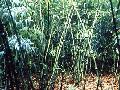Chimonobambusa tumidissinoda 