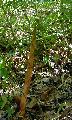 <i> Chimonobambusa tumidissinoda</i> 