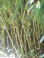 <i> Chimonobambusa tumidissinoda</i>