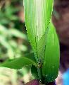 <i> Bambusa sp.</i> 'Richard Waldron'
