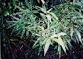 Sasa kurilensis 'Shimofuri'