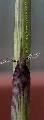 Yushania anceps 