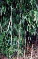Yushania maculata 
