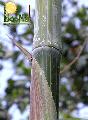 Dendrocalamus membranaceus 