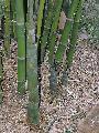 Bambusa oldhamii 