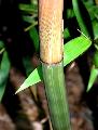 <i> Bambusa textilis</i> var. albostriata