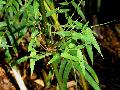 <i> Bambusa textilis</i> var. albostriata