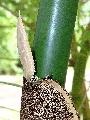 Bambusa vulgaris 