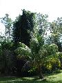 Bambusa oldhamii 