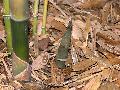 <i> Bambusa beecheyana</i> var pubescens