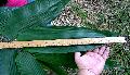 Dendrocalamus giganteus 