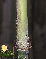 Dendrocalamus hamiltonii 