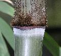 Dendrocalamus sinicus 