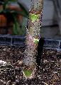 Dendrocalamus sinicus 