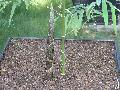 Dendrocalamus sinicus 