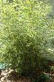 <i> Fargesia robusta</i> 