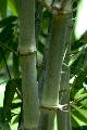 Dendrocalamus hamiltonii 