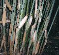 Thamnocalamus crassinodus 'Kew Beauty'