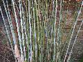 Thamnocalamus crassinodus 'Kew Beauty'