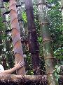 <i> Dendrocalamus asper</i> 