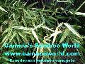 Pseudosasa japonica 'Variegata'