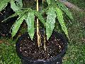 Schizostachyum brachycladum 