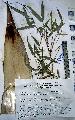 Thyrsostachys siamensis 