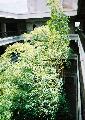 Bambusa vulgaris 'Vittata'