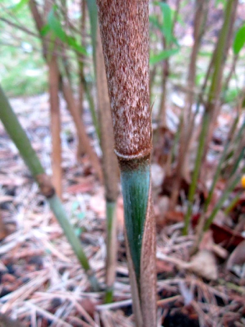 <i> Borinda yulongshanensis</i> 