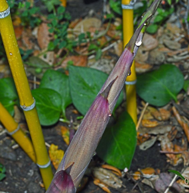 <i> Phyllostachys parvifolia</i> 