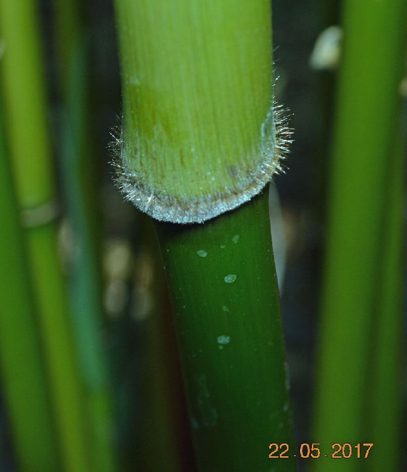 <i> Semiarundinaria yamadori</i> 
