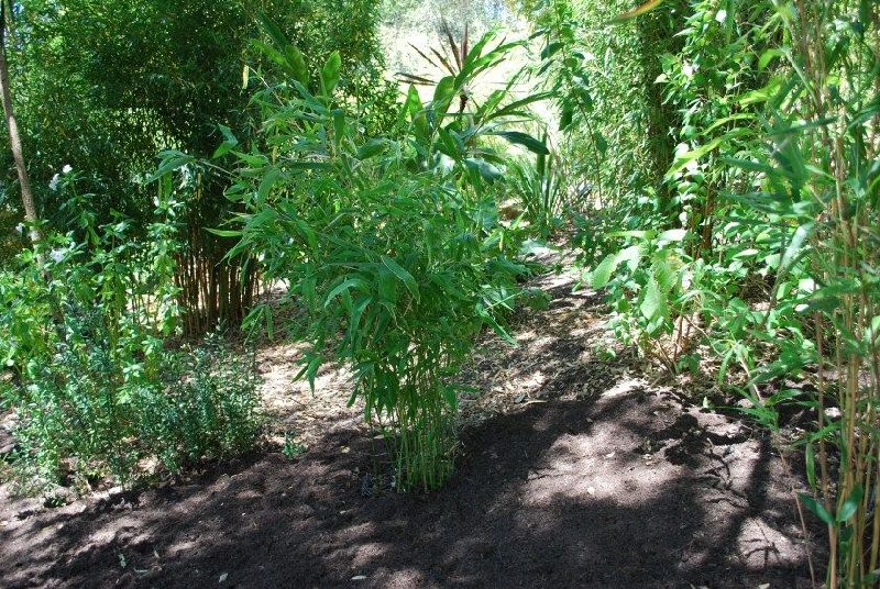 <i> Semiarundinaria yamadori</i> 