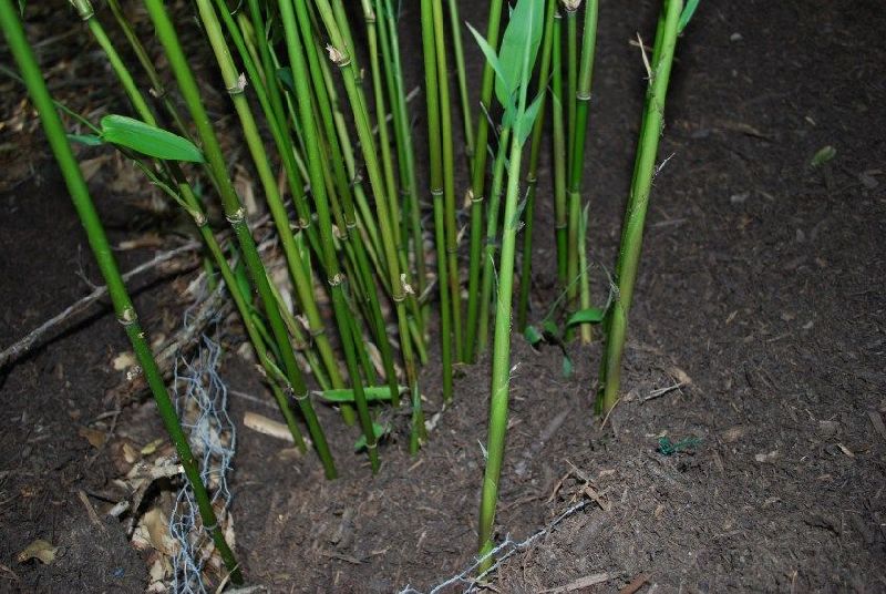 <i> Semiarundinaria yamadori</i> 