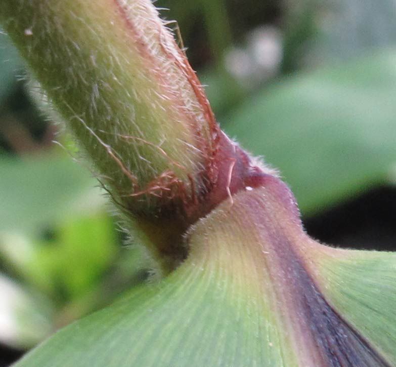 <i> Dendrocalamus brandisii</i> 