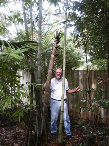 <i> Dendrocalamus giganteus</i> 