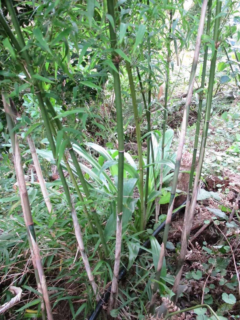 <i> Fargesia adpressa</i> 