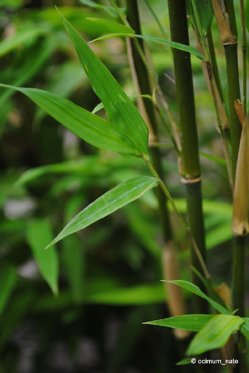 <i> Fargesia denudata</i> 