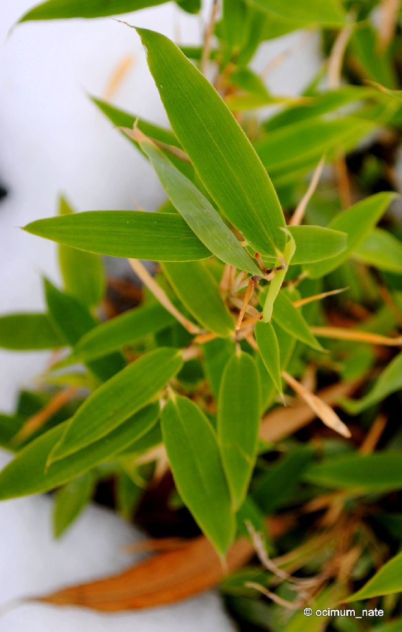 <i> Fargesia murieliae</i> 