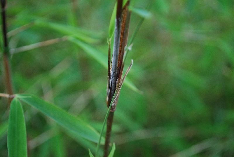 <i> Fargesia nitida</i> 
