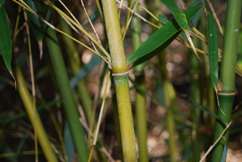 <i> Fargesia robusta</i> 