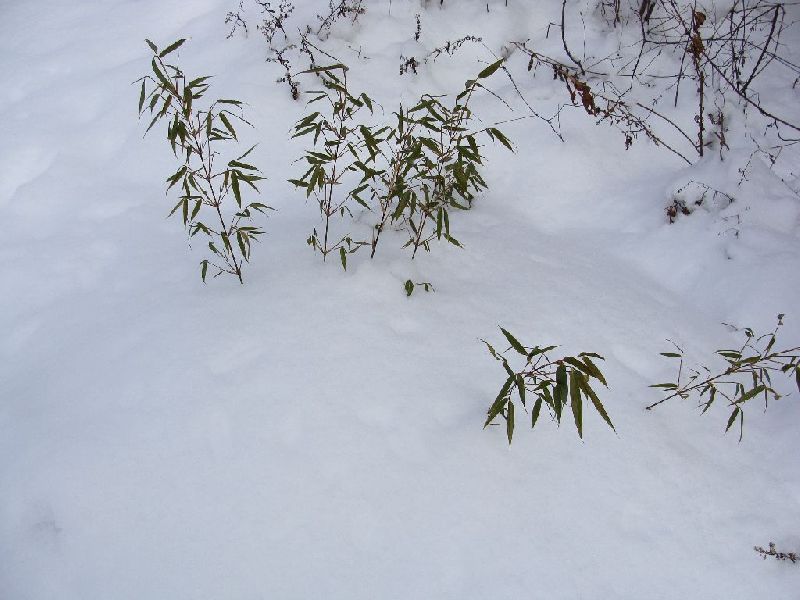 <i> Fargesia dracocephala</i> 'Rufa'