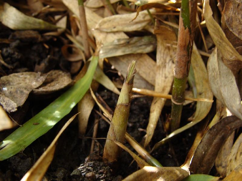 <i> Fargesia dracocephala</i> 'Rufa'