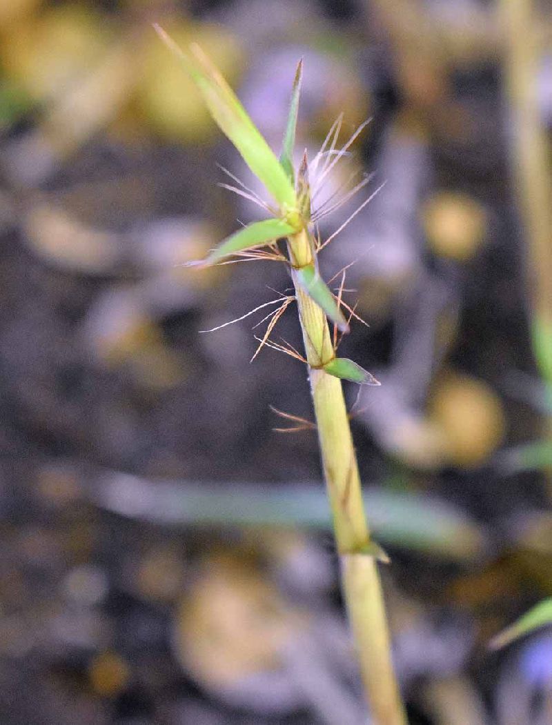 <i> Fargesia dracocephala</i> 'Rufa'