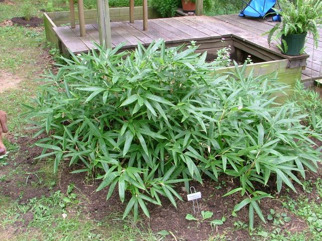 <i> Indocalamus longiauritus</i> 