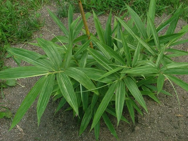 <i> Sasa kurilensis</i> 'Shimofuri'